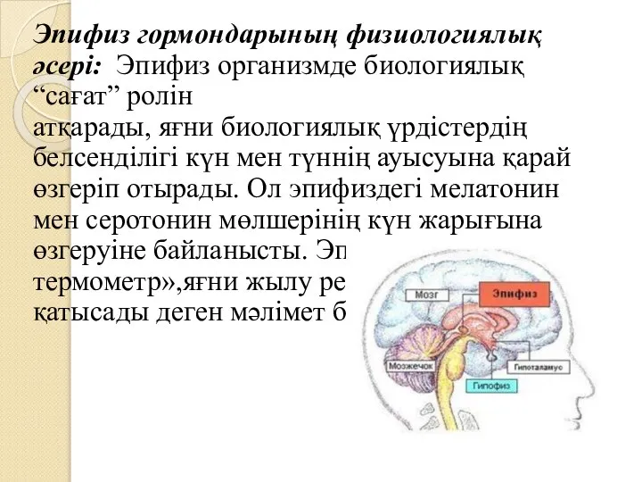 Эпифиз гормондарының физиологиялық әсері: Эпифиз организмде биологиялық “сағат” ролін атқарады, яғни биологиялық