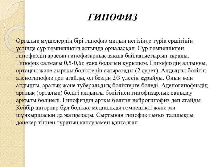 ГИПОФИЗ Орталық мүшелердің бірі гипофиз мидың негізінде түрік ершігінің үстінде сұр төмпешіктің