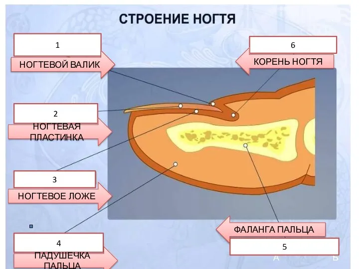 А Б 6 1 2 3 4 5 НОГТЕВОЙ ВАЛИК НОГТЕВАЯ ПЛАСТИНКА