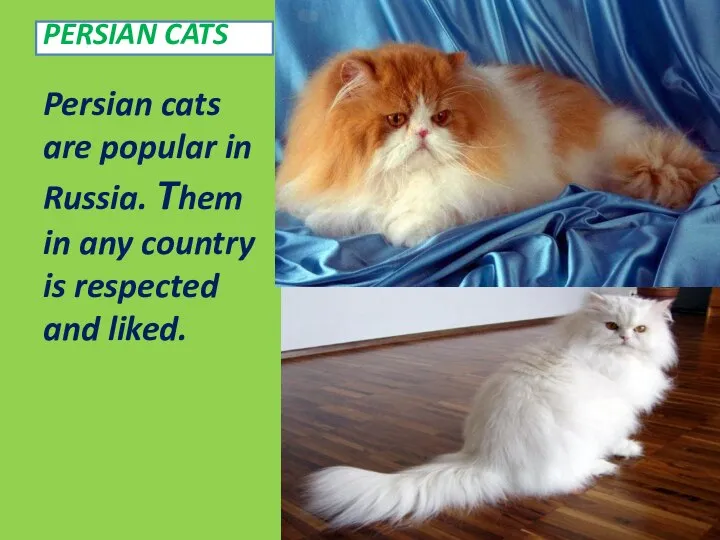 PERSIAN CATS Persian cats are popular in Russia. Them in any country is respected and liked.