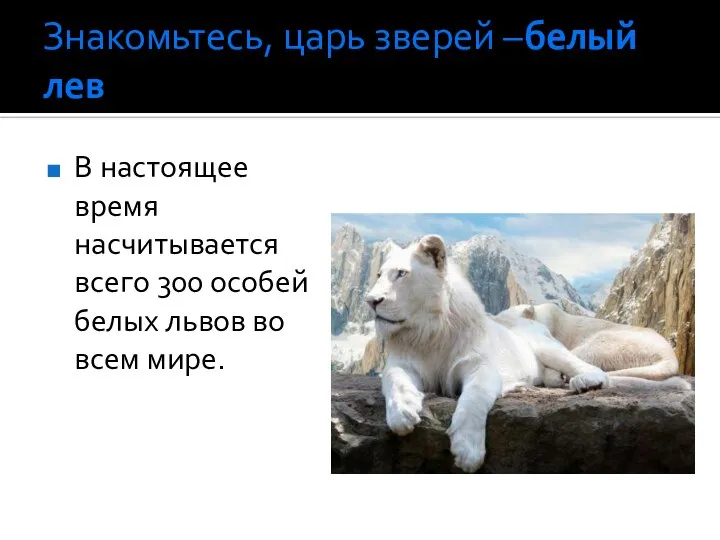 Знакомьтесь, царь зверей –белый лев В настоящее время насчитывается всего 300 особей