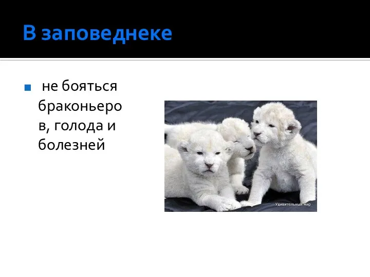 В заповеднеке не бояться браконьеров, голода и болезней