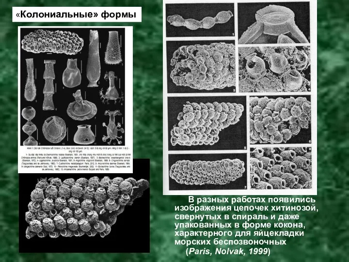 В разных работах появились изображения цепочек хитинозой, свернутых в спираль и даже