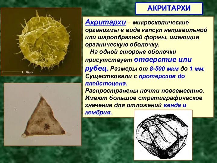 АКРИТАРХИ Акритархи – микроскопические организмы в виде капсул неправильной или шарообразной формы,