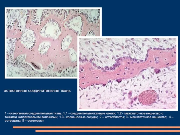 1 - остеогенная соединительная ткань; 1.1 - соединительнотканные клетки; 1.2 - межклеточное