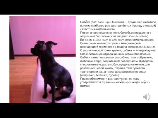 Соба́ка (лат. Canis lupus familiaris) — домашнее животное, одно из наиболее распространённых