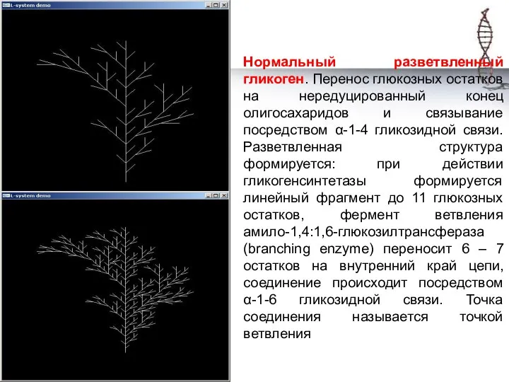 Нормальный разветвленный гликоген. Перенос глюкозных остатков на нередуцированный конец олигосахаридов и связывание