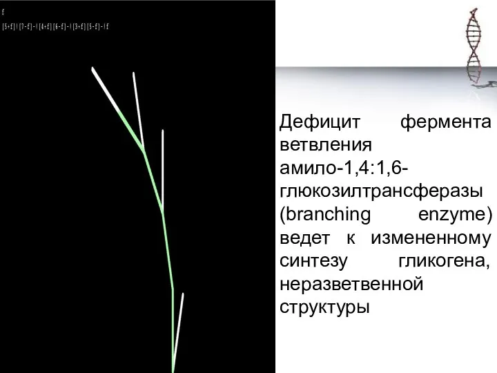 Дефицит фермента ветвления амило-1,4:1,6-глюкозилтрансферазы (branching enzyme) ведет к измененному синтезу гликогена, неразветвенной структуры