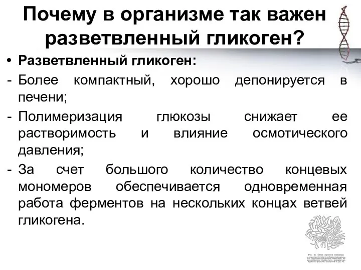 Почему в организме так важен разветвленный гликоген? Разветвленный гликоген: Более компактный, хорошо