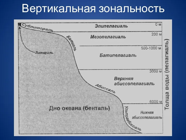 Вертикальная зональность