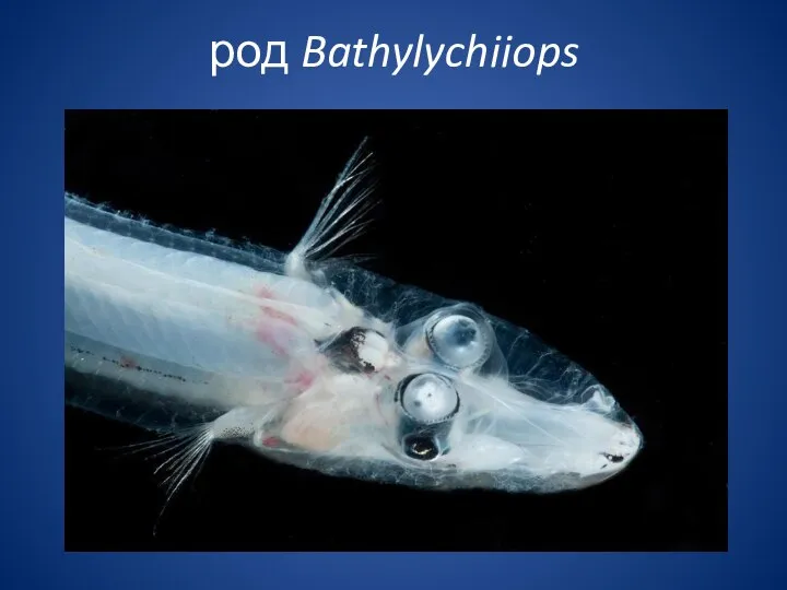 род Bathylychiiops