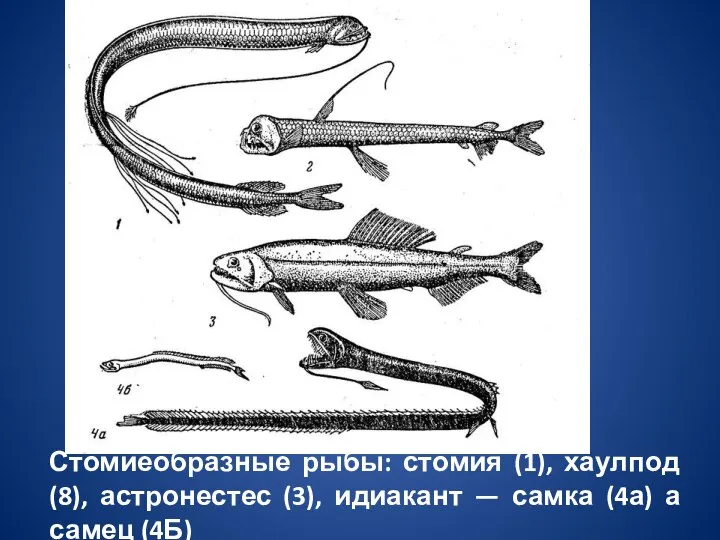 Стомиеобразные рыбы: стомия (1), хаулпод (8), астронестес (3), идиакант — самка (4а) а самец (4Б)