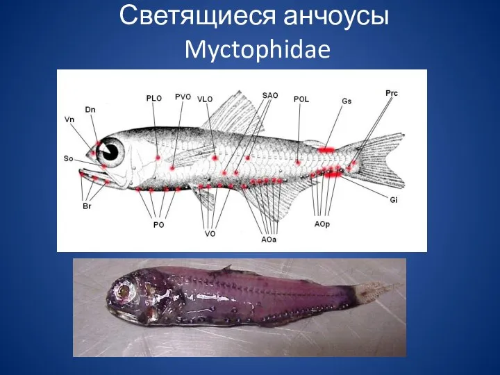 Светящиеся анчоусы Myctophidae