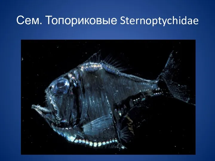 Сем. Топориковые Sternoptychidae