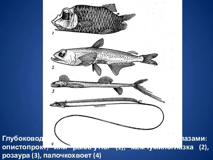Глубоководные рыбы с телескопическими глазами: опистопрокт, или рыба-утюг (1), жемчужиноглазка (2), розаура (3), палочкохвоет (4)
