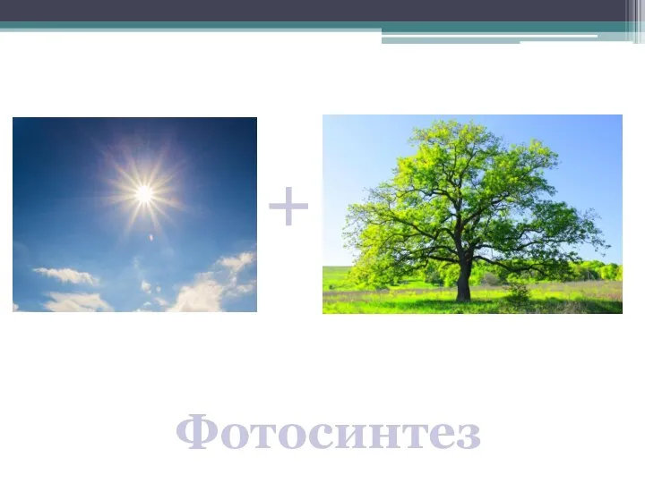 Фотосинтез +