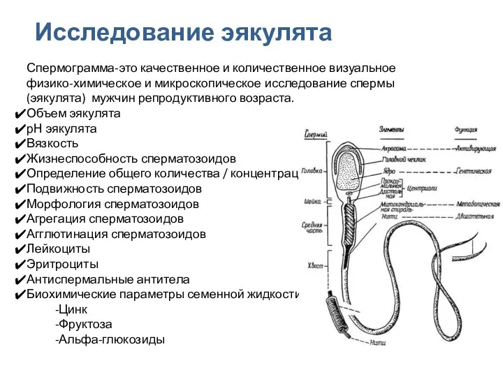 Исследование эякулята Спермограмма-это качественное и количественное визуальное физико-химическое и микроскопическое исследование спермы