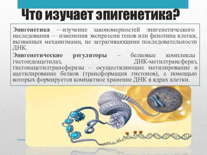 Что изучает эпигенетика? Эпигенетика —изучение закономерностей эпигенетического наследования — изменения экспрессии генов