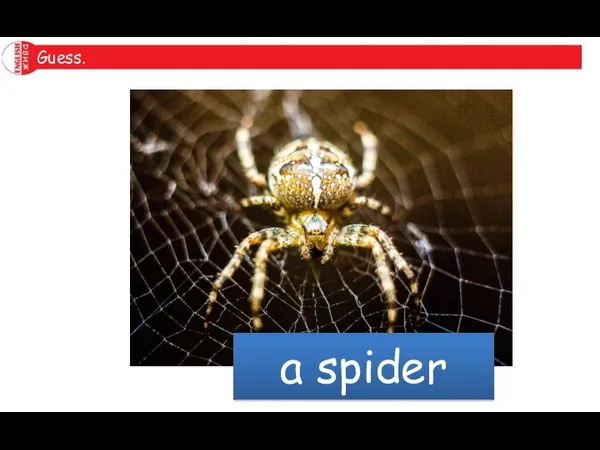 a spider Guess.