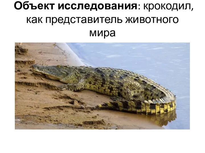 Объект исследования: крокодил, как представитель животного мира