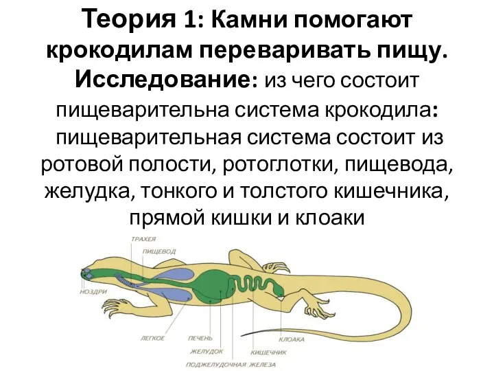 Теория 1: Камни помогают крокодилам переваривать пищу. Исследование: из чего состоит пищеварительна