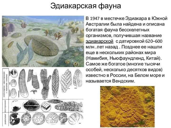 Эдиакарская фауна В 1947 в местечке Эдиакара в Южной Австралии была найдена