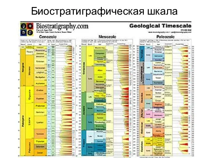 Биостратиграфическая шкала