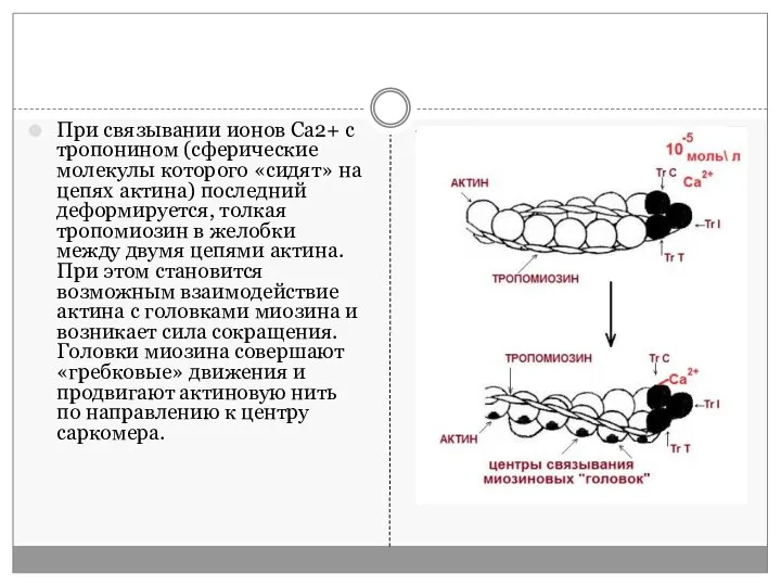 При связывании ионов Са2+ с тропонином (сферические молекулы которого «сидят» на цепях