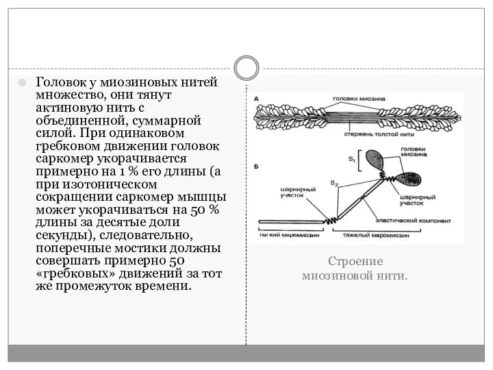 Головок у миозиновых нитей множество, они тянут актиновую нить с объединенной, суммарной