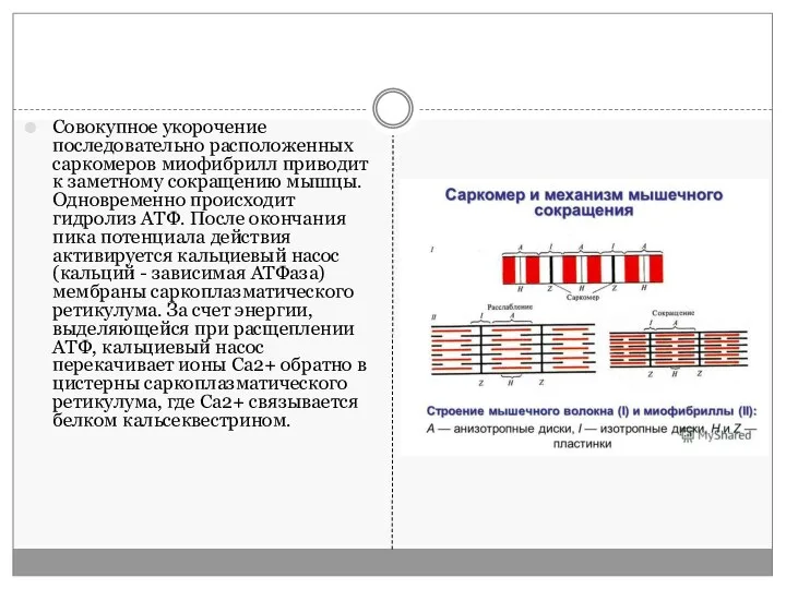 Совокупное укорочение последовательно расположенных саркомеров миофибрилл приводит к заметному сокращению мышцы. Одновременно