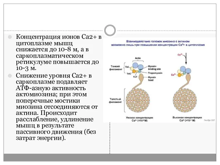 Концентрация ионов Са2+ в цитоплазме мышц снижается до 10-8 м, а в