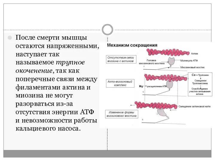 После смерти мышцы остаются напряженными, наступает так называемое трупное окоченение, так как