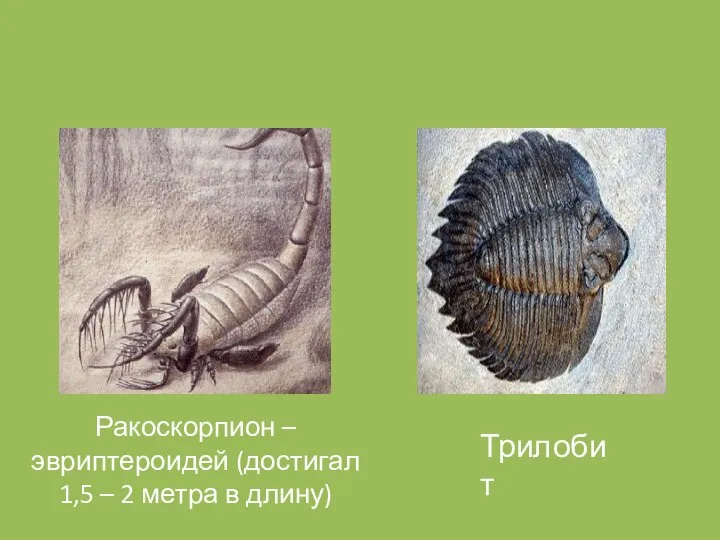 Ракоскорпион – эвриптероидей (достигал 1,5 – 2 метра в длину) Трилобит
