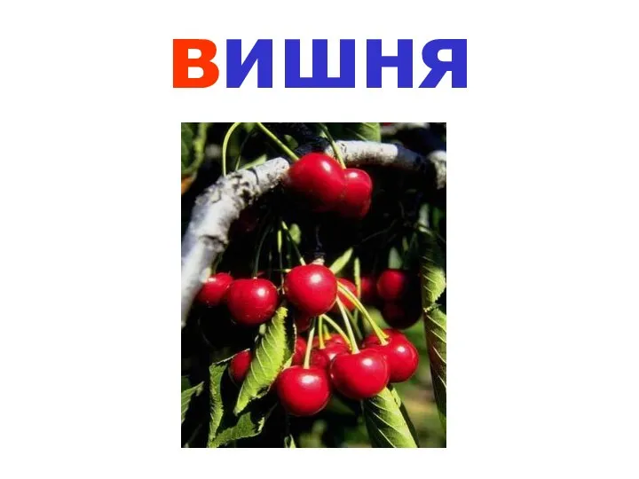 вишня