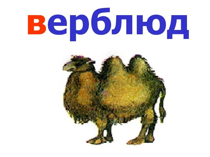 верблюд