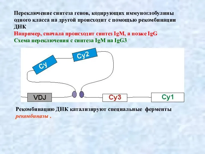 Переключение синтеза генов, кодирующих иммуноглобулины одного класса на другой происходит с помощью