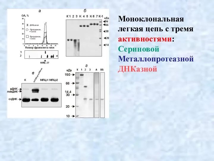 Моноклональная легкая цепь с тремя активностями: Сериновой Металлопротеазной ДНКазной