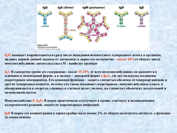 IgM начинает вырабатываться сразу после попадания неизвестного чужеродного агента в организм, являясь