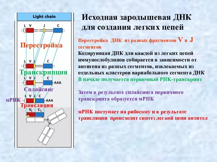 Перестройка ДНК из разных фрагментов V и J сегментов Кодирующая ДНК для