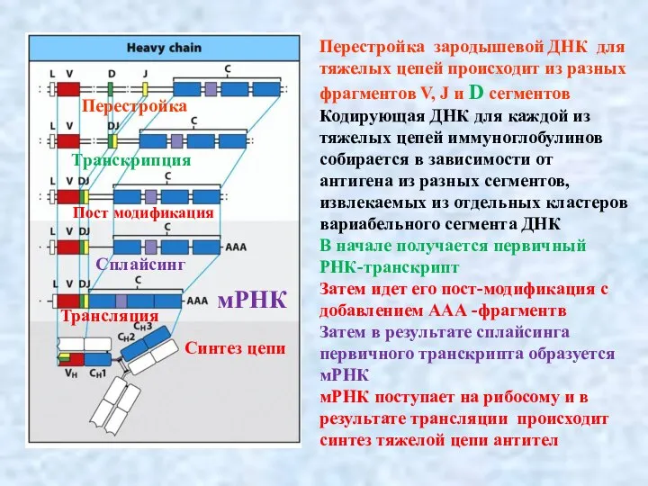 Перестройка зародышевой ДНК для тяжелых цепей происходит из разных фрагментов V, J