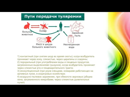 1) контактный (при снятии шкур во время охоты), когда возбудитель проникает через