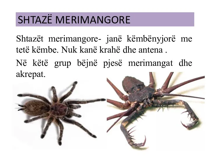 SHTAZË MERIMANGORE Shtazët merimangore- janë këmbënyjorë me tetë këmbe. Nuk kanë krahë