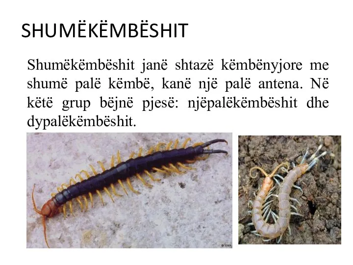 SHUMËKËMBËSHIT Shumëkëmbëshit janë shtazë këmbënyjore me shumë palë këmbë, kanë një palë