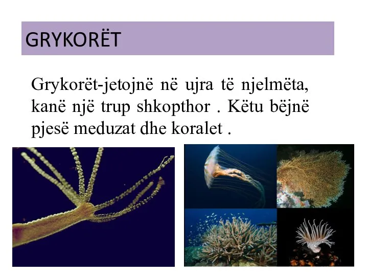 GRYKORËT Grykorët-jetojnë në ujra të njelmëta, kanë një trup shkopthor . Këtu