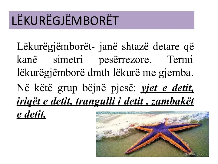 LËKURËGJËMBORËT Lëkurëgjëmborët- janë shtazë detare që kanë simetri pesërrezore. Termi lëkurëgjëmborë dmth