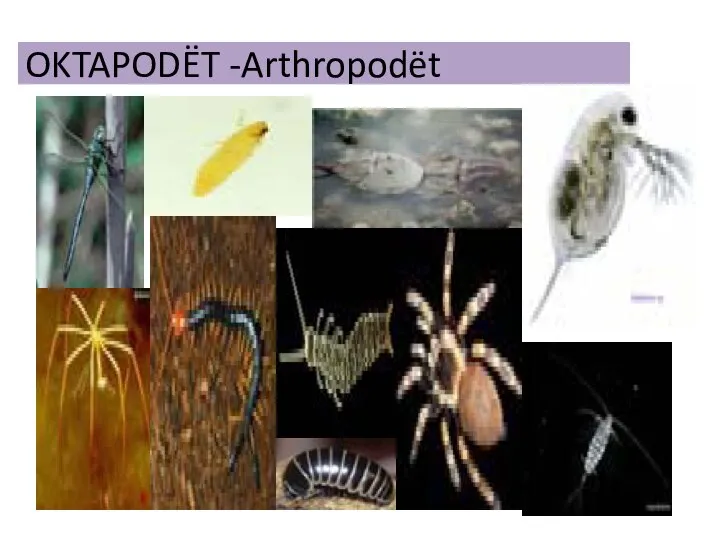 OKTAPODËT -Arthropodët