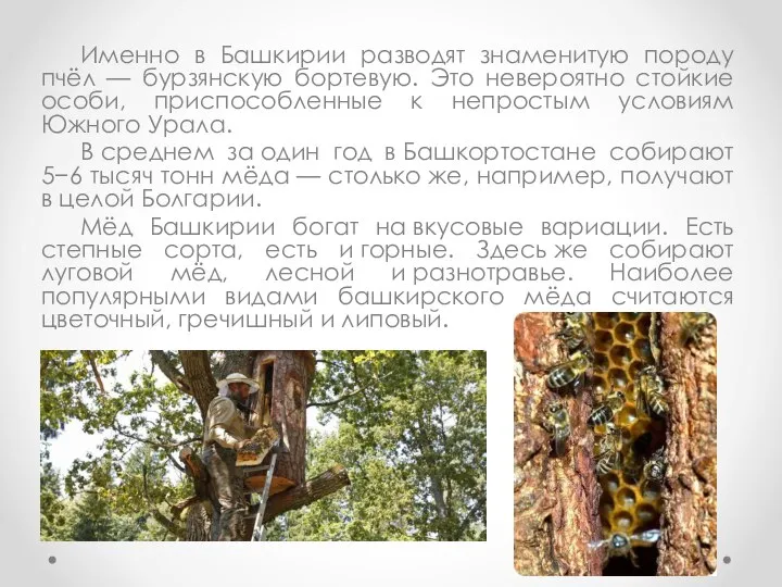 Именно в Башкирии разводят знаменитую породу пчёл — бурзянскую бортевую. Это невероятно