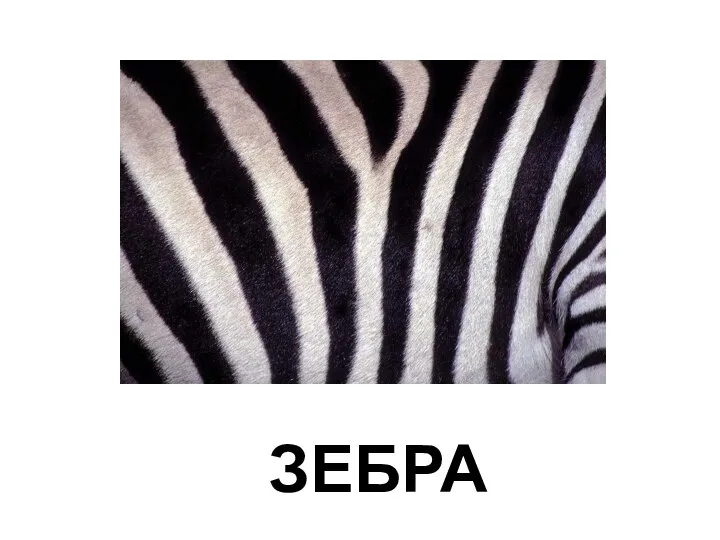 ЗЕБРА