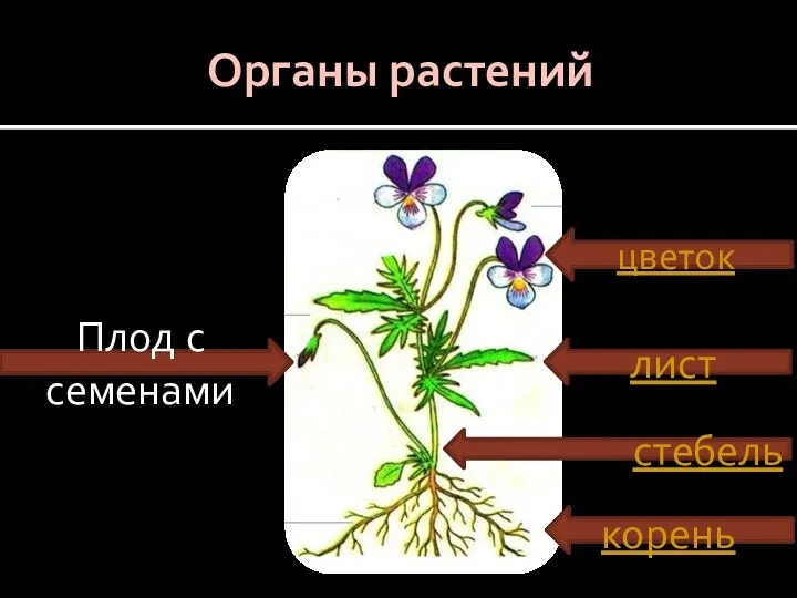 Органы растений цветок лист стебель корень Плод с семенами