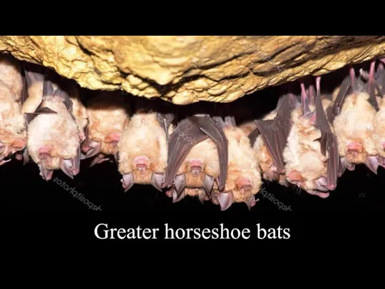 Greater horseshoe bats